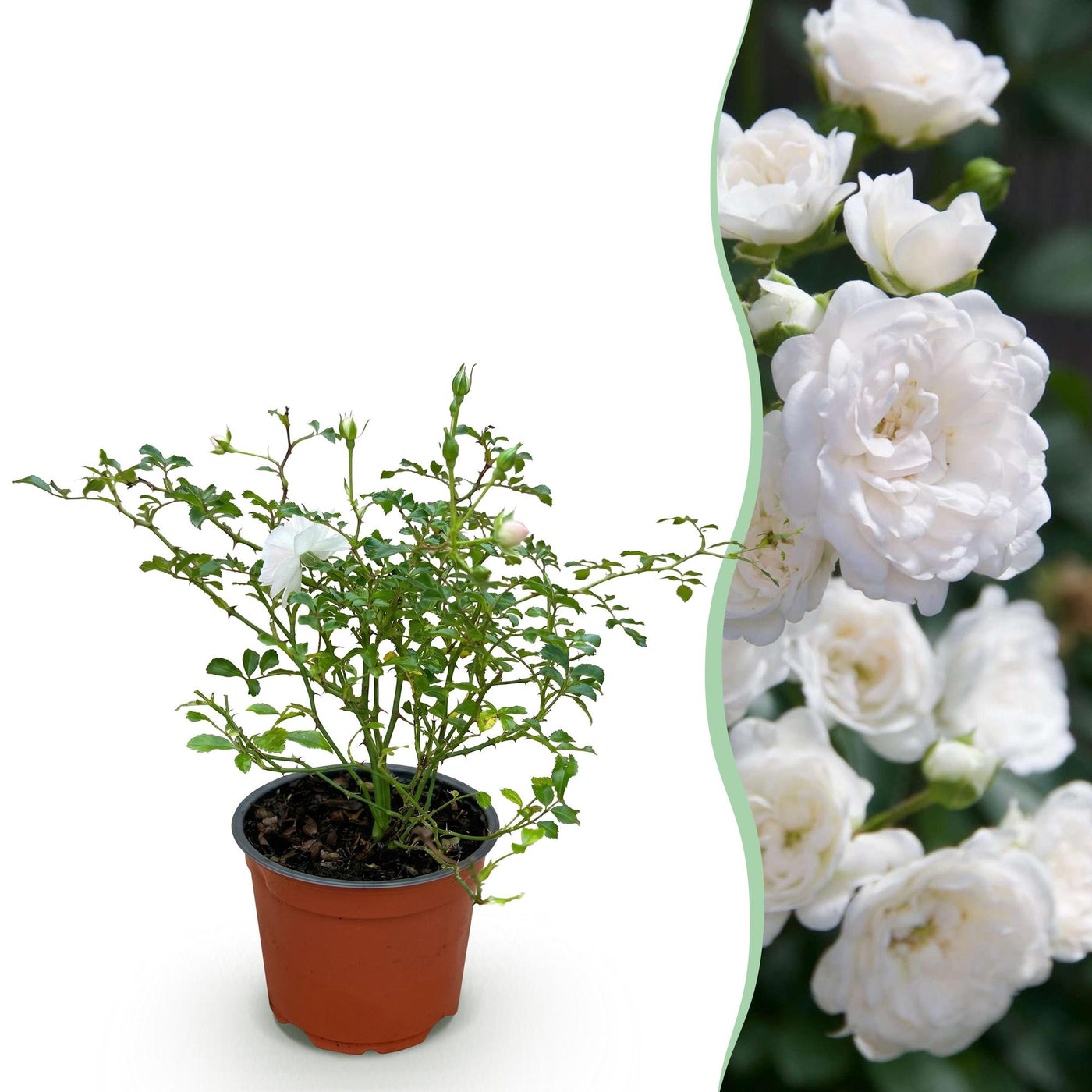 Roos - Rosa White Fairy - wit - Ø12cm - ↕20-25cm