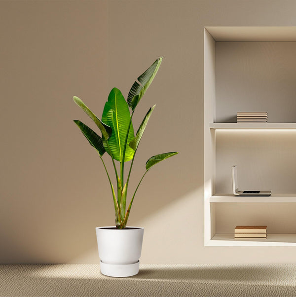 Witte paradijsvogelplant - Strelitzia augusta - Ø24cm - ↕180cm