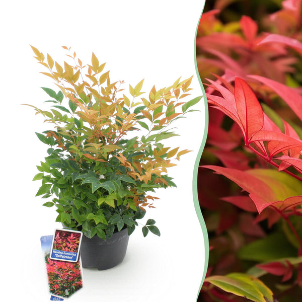 Hemelse bamboe - Nandina Gulfstream - oranje - Ø17cm - ↕45cm
