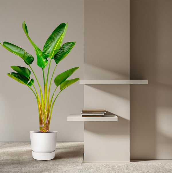 Witte paradijsvogelplant - Strelitzia augusta - Ø21cm - ↕160cm