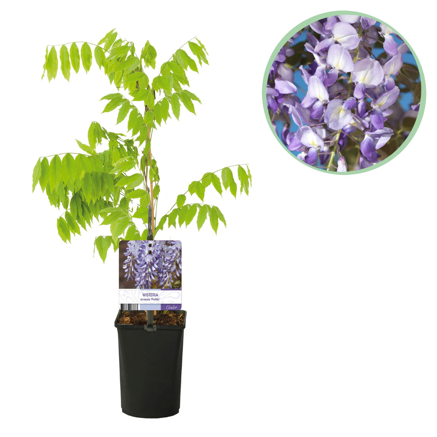 Blauwe regen - Wisteria floribunda Prolific - blauw - Ø11cm - ↕40cm