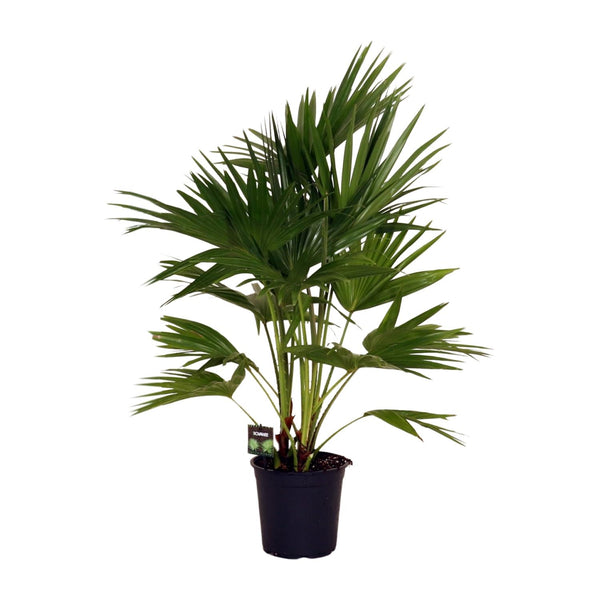 Waaierpalm - Livistona chinensis - Ø24cm - ↕100cm
