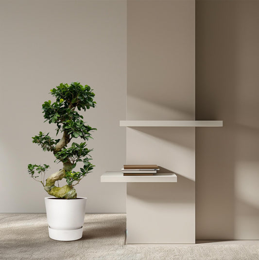 Vijgenboom - Ficus microcarpa Ginseng - Ø27cm - ↕80cm