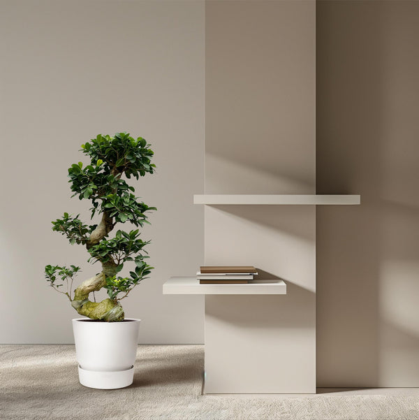 Vijgenboom - Ficus microcarpa Ginseng - Ø27cm - ↕80cm