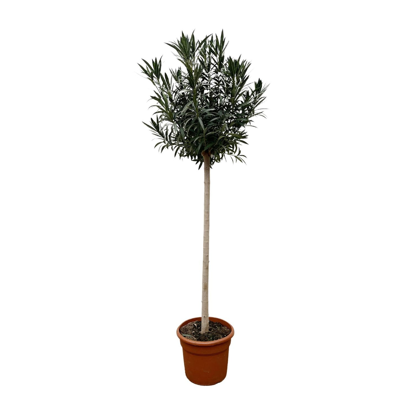 Oleander op stam - Nerium oleander - witte bloem - Ø40cm - ↕170cm