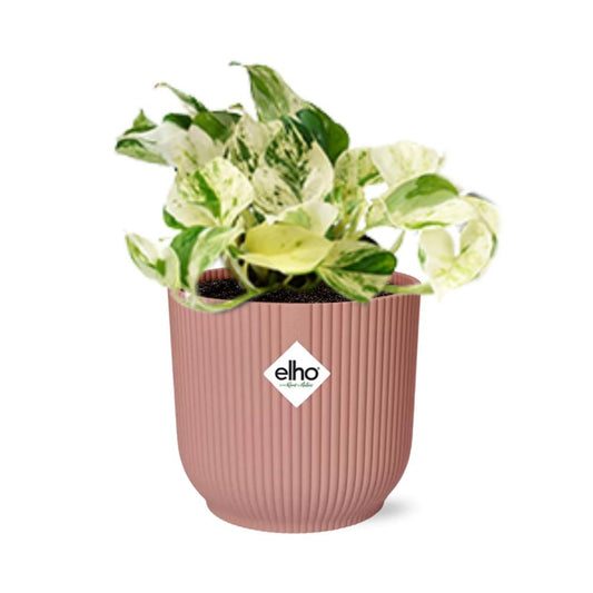 Pothos - Epipremnum pinnatum 'Happy Leaf' - incl. Elho Vibes Fold Roze - ↕14cm