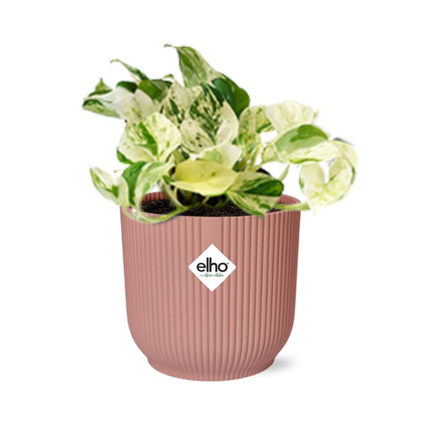 Pothos - Epipremnum pinnatum 'Happy Leaf' - incl. Elho Vibes Fold Roze - ↕14cm