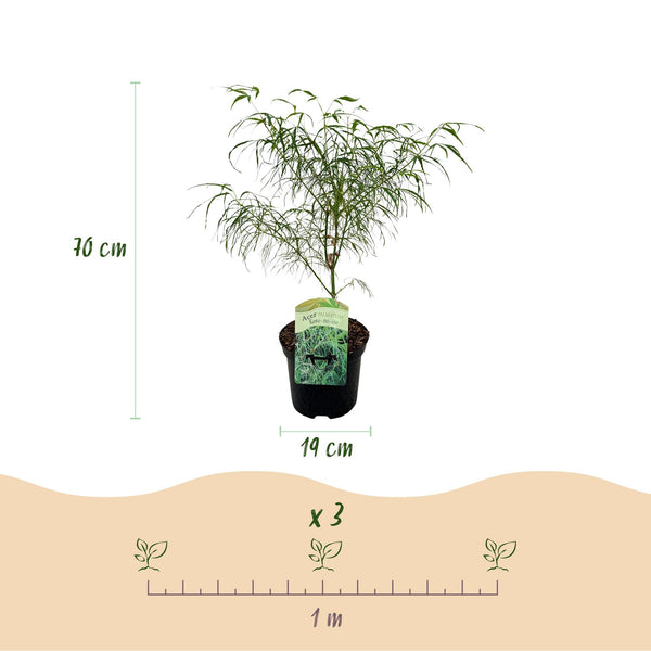 Japanse Esdoorn - Acer palmatum Koto-no-ito - Ø19cm - ↕70cm