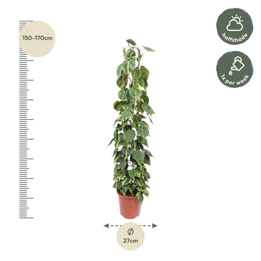 Philodendron Scandens Brasil gaasrek - Ø27cm - ↕160cm