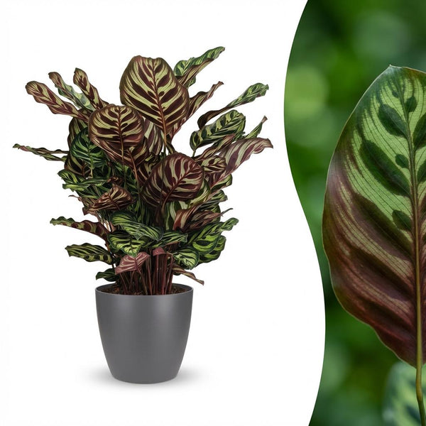 Pauwenplant - Calathea Makoyana - Ø19cm - ↕70cm