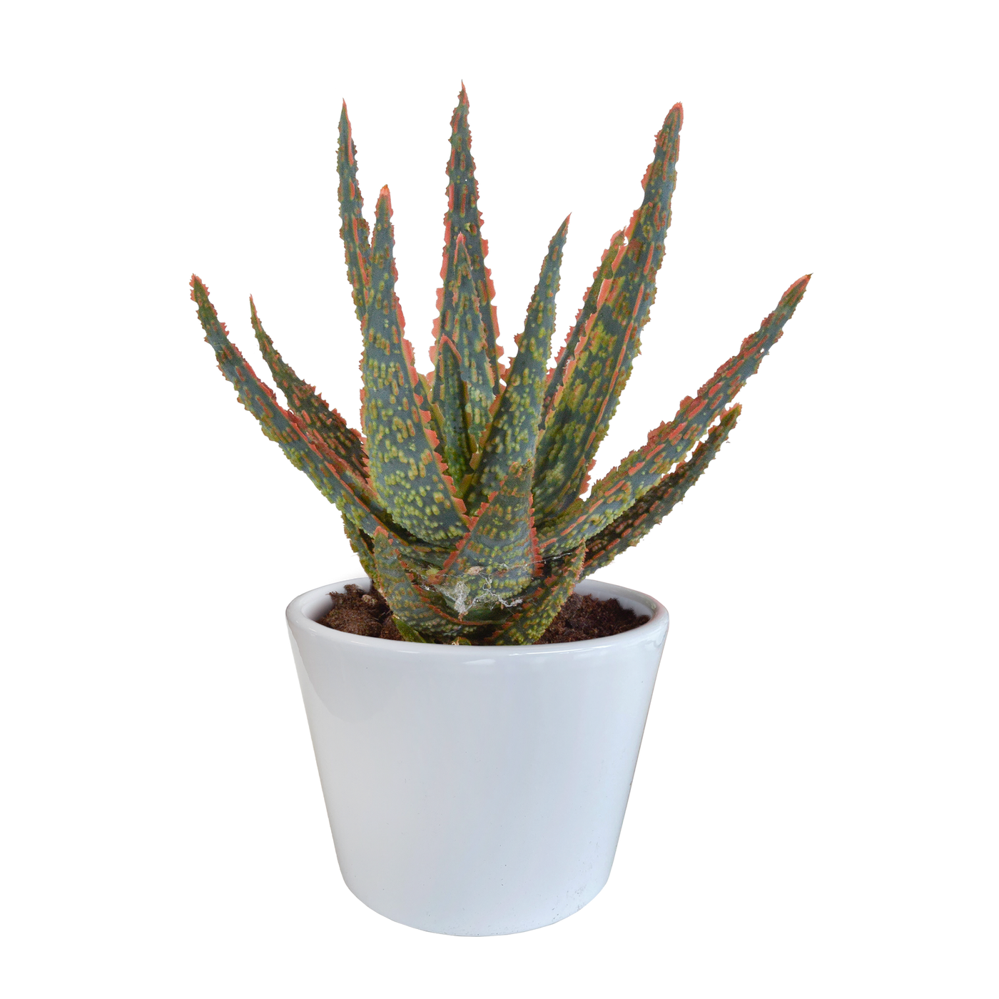 Aloë - Aloe zebrina 'Dannyz' - incl. sierpot wit - Ø10,5cm