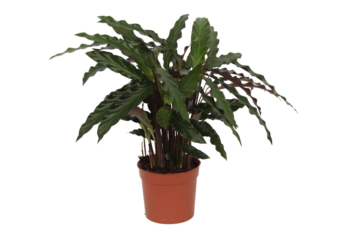 Calathea Elgergrass - Ø17cm - ↕70cm