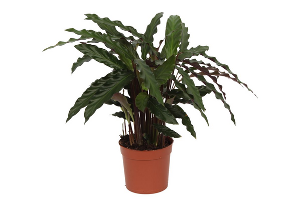 Calathea Elgergrass - Ø17cm - ↕70cm