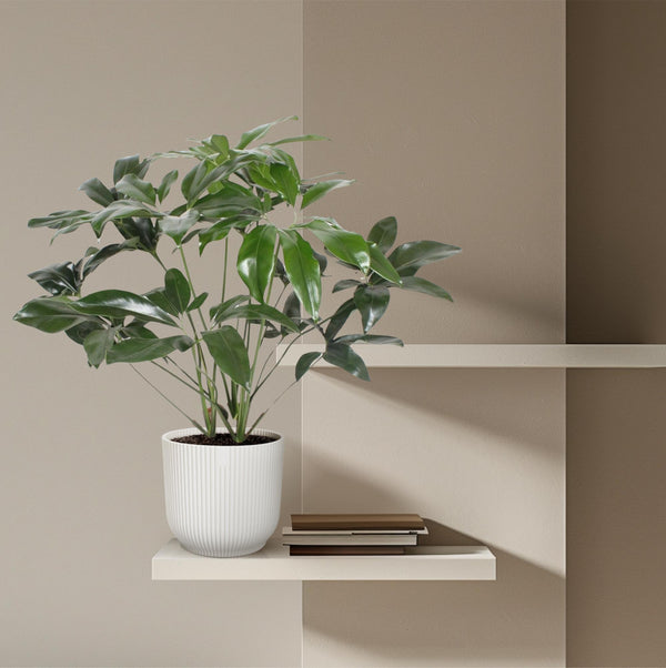 Philodendron Green Wonder - Ø24cm - ↕100cm