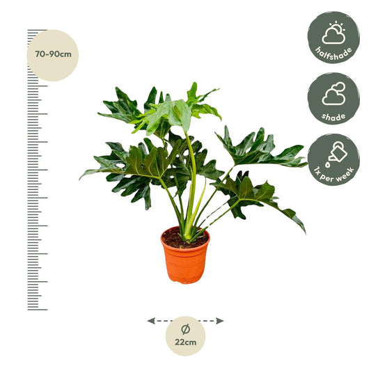 Philodendron Selloum - Ø22cm - ↕60cm