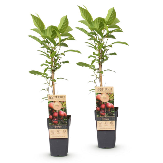 Kiwiplant - Actinidia deliciosa Ken