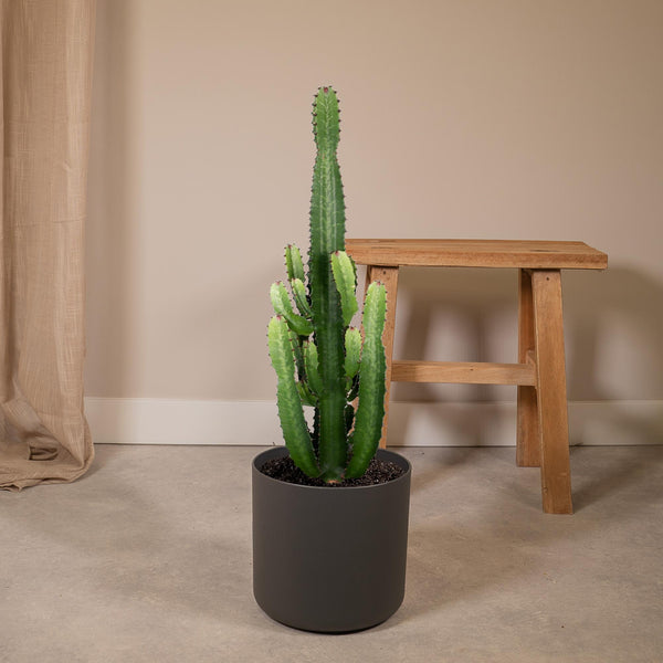 Wolfsmelk - Euphorbia Acrurensis - Ø24cm - ↕60cm