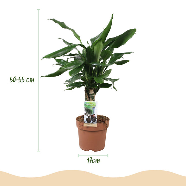 Drakenbloedboom - Dracaena fragrans Steudneri - Ø17cm - ↕50-55cm