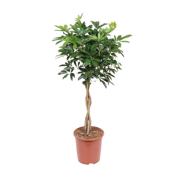 Vingerboom - Schefflera Arboricola Compacta - Ø27cm - ↕120cm