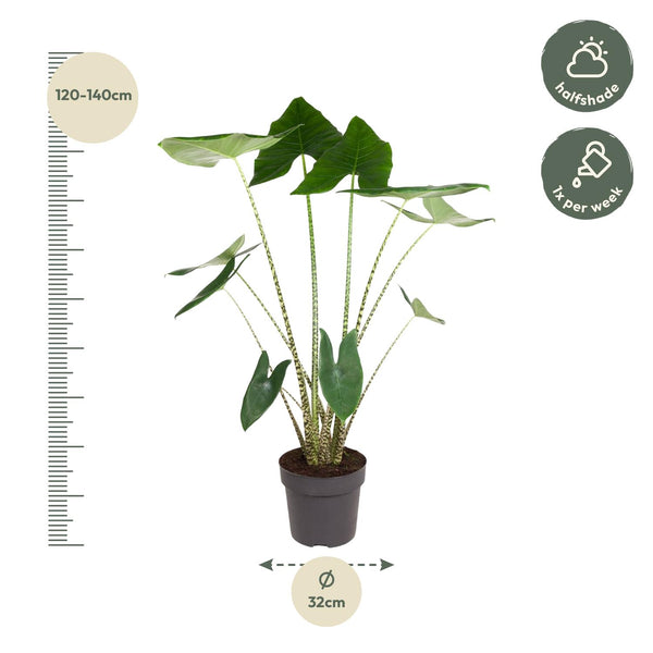 Olifantsoor - Alocasia zebrina - Ø32cm - ↕130cm