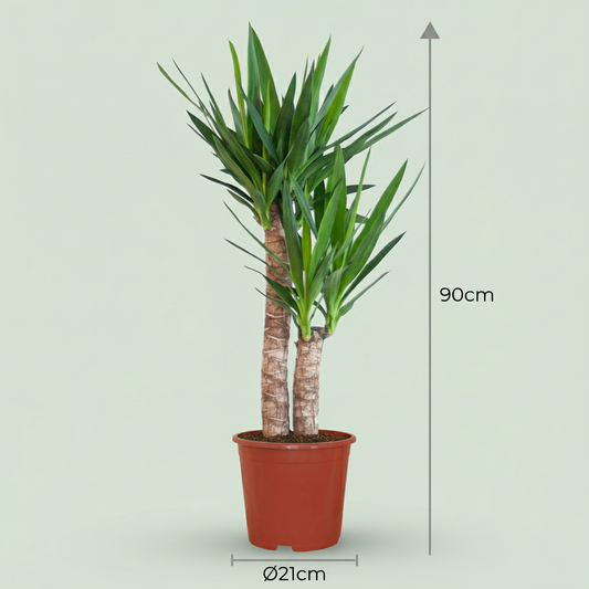 Yucca Elephantipes - Yucca (Palmlelie) - Ø21cm - ↕80-90cm