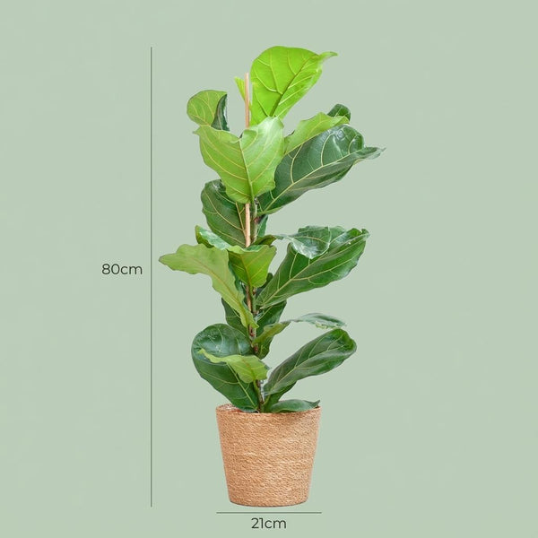 Vioolbladplant - Ficus lyrata - incl. Zeegraskorf - Naturel - Ø21cm - ↕80cm