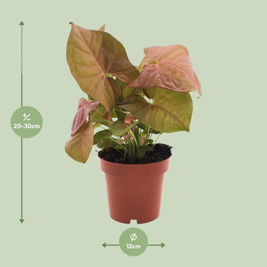 Pijlblad - Syngonium Neon - Ø12cm - ↕25cm