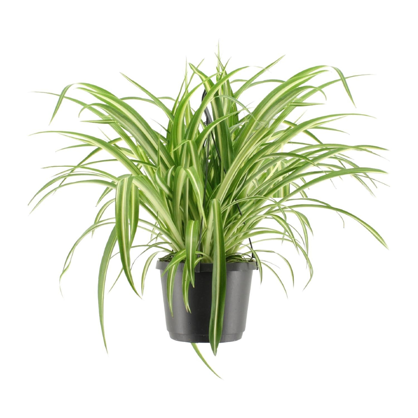 Graslelie - Chlorophytum comosum 'Variegatum' - Ø17cm - ↕30cm