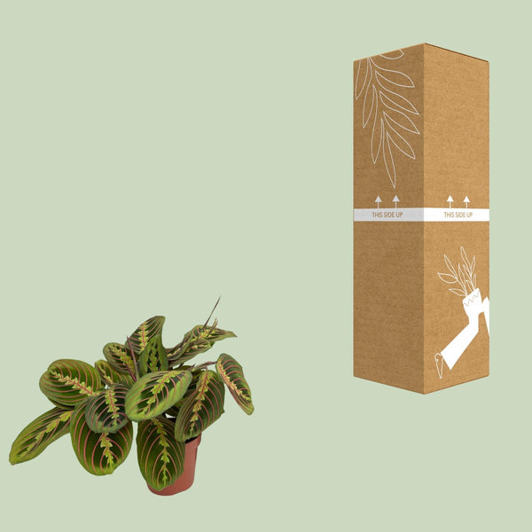 Zebraplant - Maranta Fascinator - Ø12cm - ↕20cm