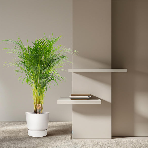 Arecapalm - Areca palm - Ø21cm - ↕100cm