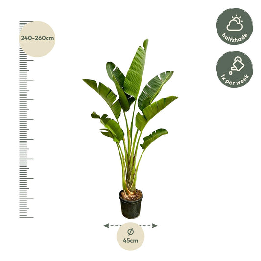 Witte paradijsvogelplant - Strelitzia augusta - Ø45cm - ↕250cm