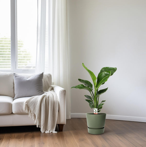 Witte paradijsvogelplant - Strelitzia nicolai - Ø17cm - ↕70cm
