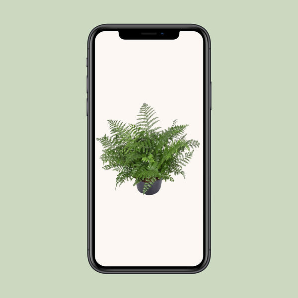 Tongvaren - Asplenium Parvati - Ø23cm - ↕55cm