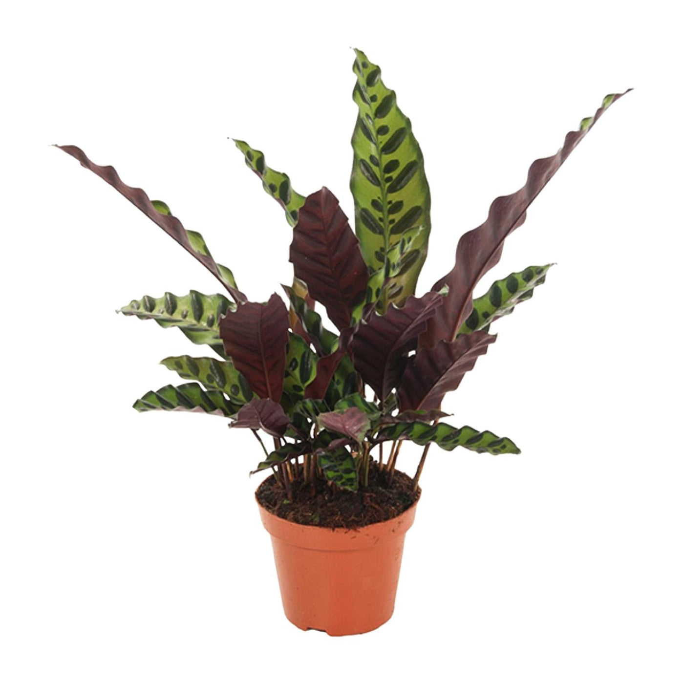 Calathea Lancifolia Insignis - Ø12cm - ↕30cm