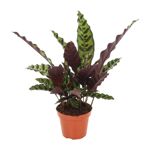 Calathea Lancifolia Insignis - Ø12cm - ↕30cm