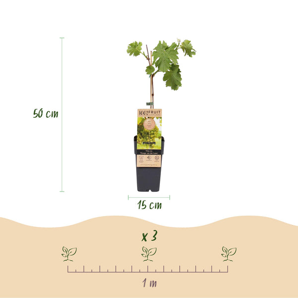 Druif - Vitis vinifera Vroege van der Laan - Ø15cm - ↕50cm