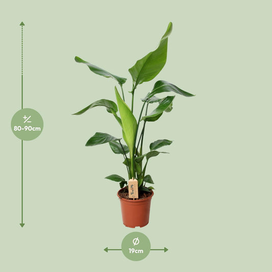 Witte paradijsvogelplant - Strelitzia nicolai - Ø19cm - ↕90cm