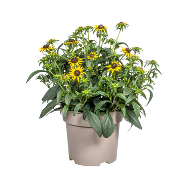 Zonnehoed - Rudbeckia fulgida 'Little Goldstar' - Ø19cm - ↕60cm