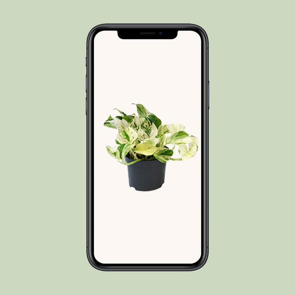 Pothos - Epipremnum aureum 'Happy Leaf' - Ø12cm - ↕15cm