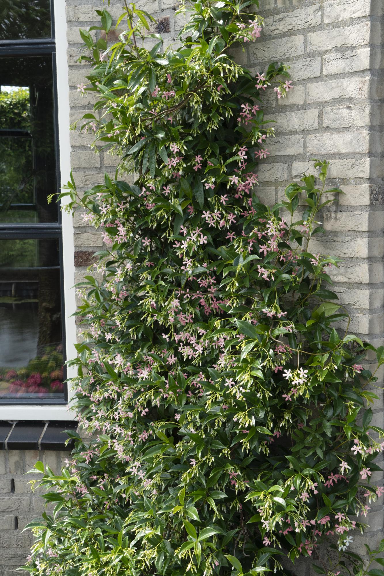 2x Toscaanse jasmijn - Trachelospermum 'Star of Ibiza' - Ø15cm - ↕65cm