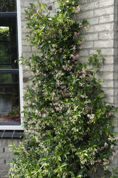 2x Toscaanse jasmijn - Trachelospermum 'Star of Ibiza' - Ø15cm - ↕65cm
