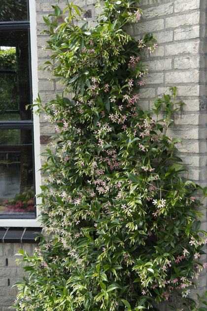 2x Toscaanse jasmijn - Trachelospermum 'Star of Ibiza' - Ø15cm - ↕65cm