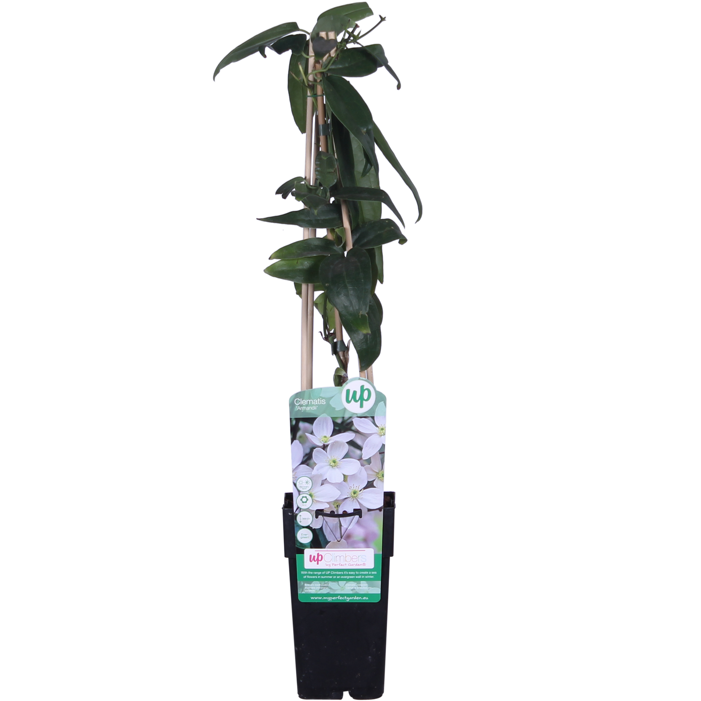 Bosrank - Clematis armandii - Ø15cm - ↕65cm