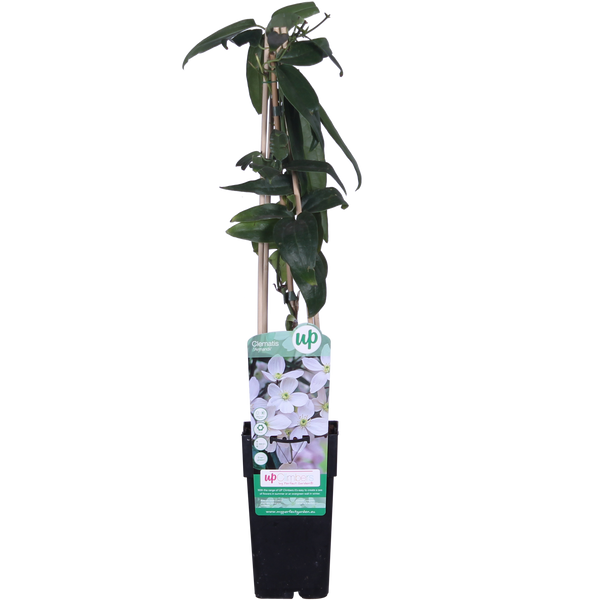 Bosrank - Clematis armandii - Ø15cm - ↕65cm