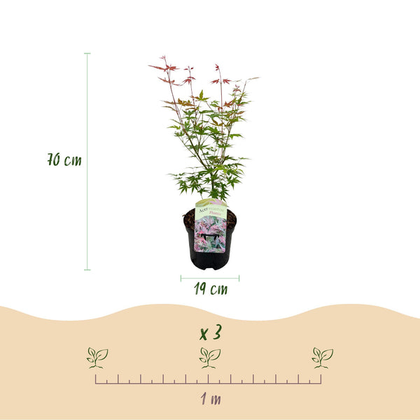 Japanse Esdoorn - Acer palmatum Phoenix - Roze - Ø19cm - ↕70cm