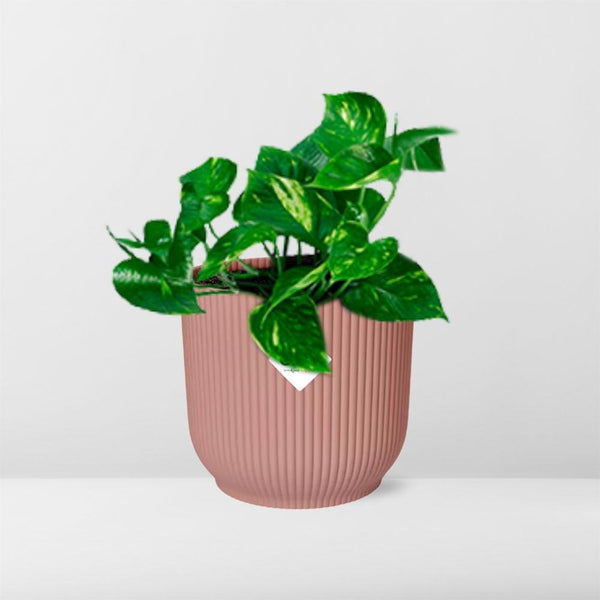 Pothos - Epipremnum pinnatum - incl. Elho Vibes Fold Roze - ↕14cm