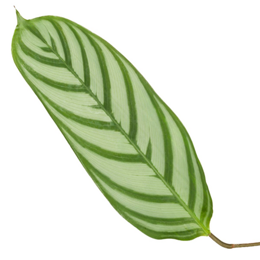 Calathea Compactstar - Ø19cm - ↕80cm