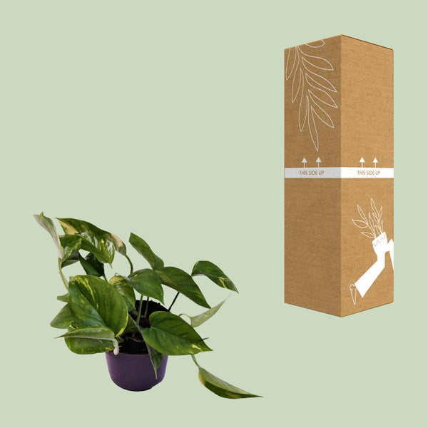 Pothos - Epipremnum aureum - Ø12cm - ↕25cm