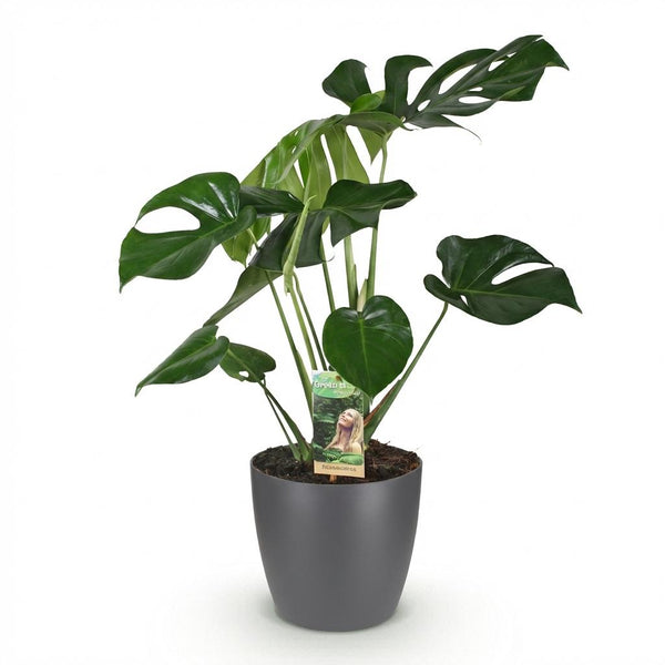 Monstera Deliciosa - Gatenplant - Ø21cm - ↕70-80cm