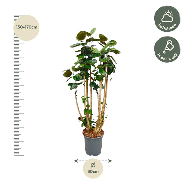 Polyscias Fabian XXL - Ø30cm - ↕140cm